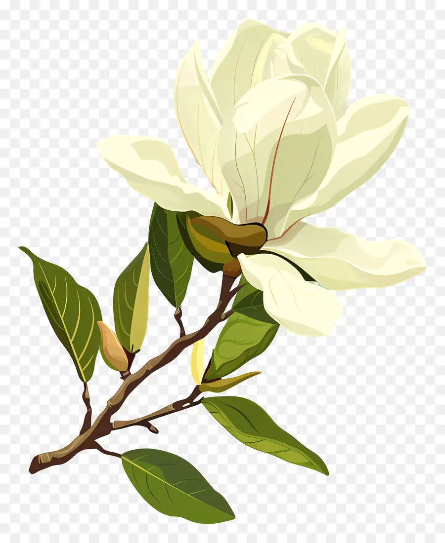 Magnolias，Maclew Blanco PNG