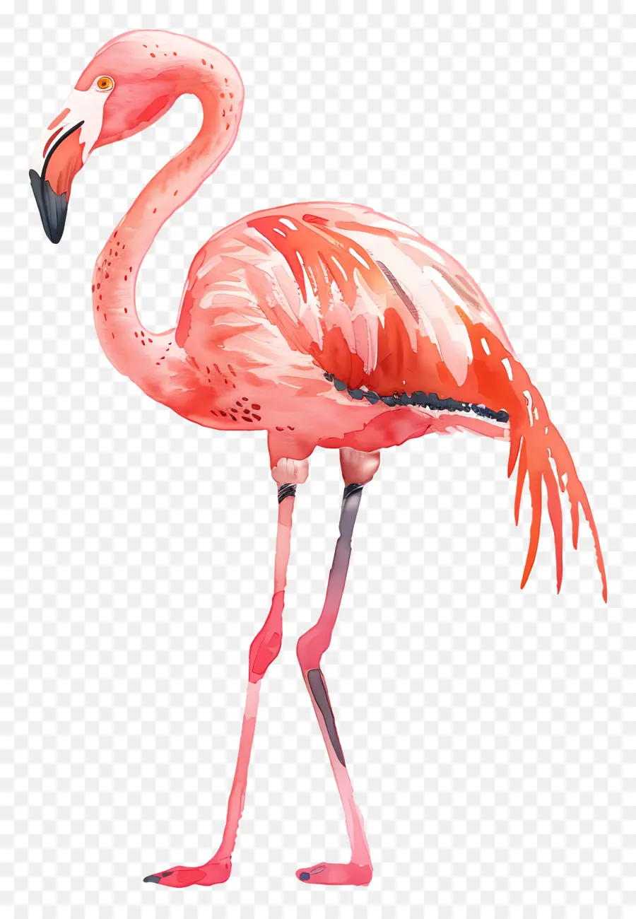 Flamingo，Flamenco Rosado PNG