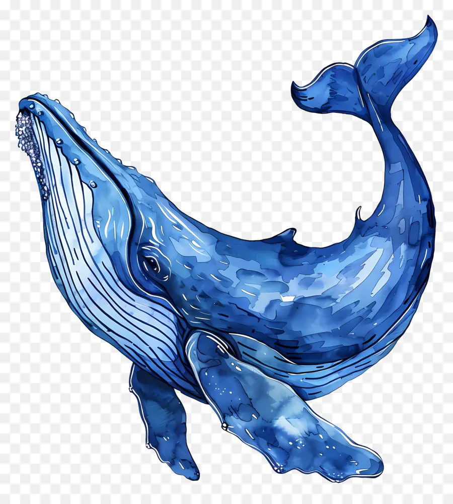 Ballena，La Ballena Azul PNG