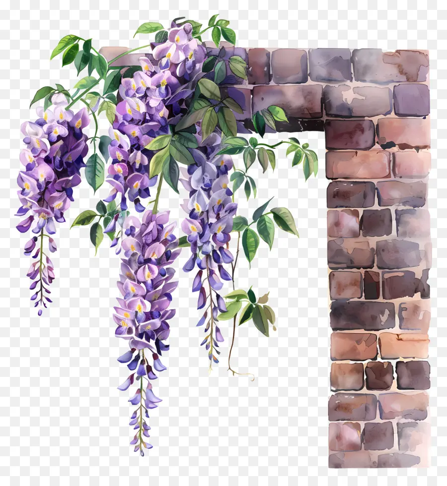 Glicinia Colgante，Acuarela De Wisteria PNG