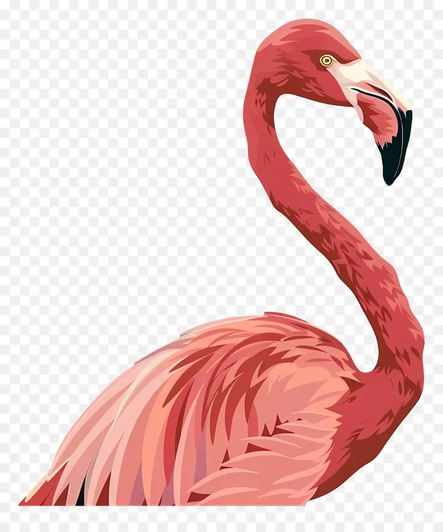 Flamingo，Rosa PNG
