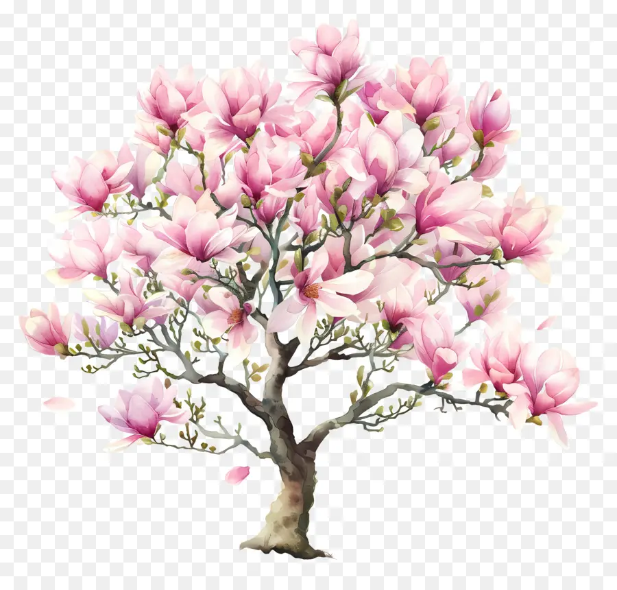 árbol De Magnolia，Arbol De Flor De Cereza PNG