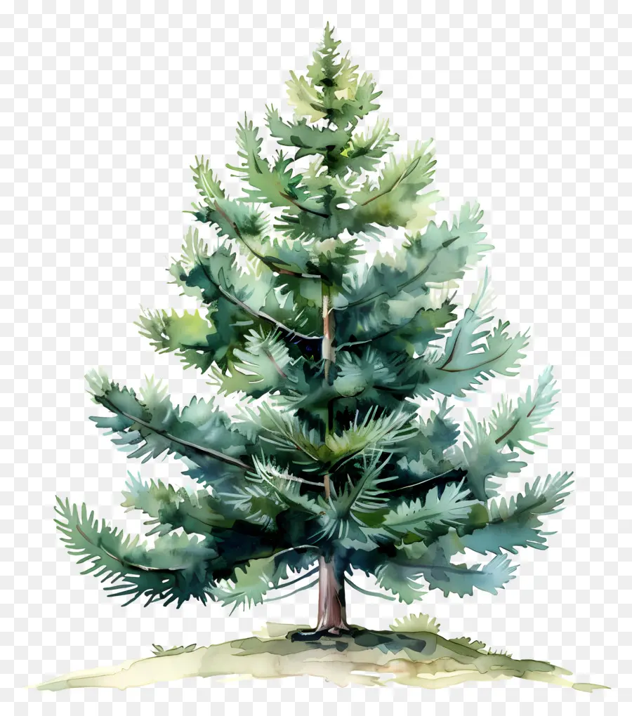 árbol De Pino，Naturaleza PNG