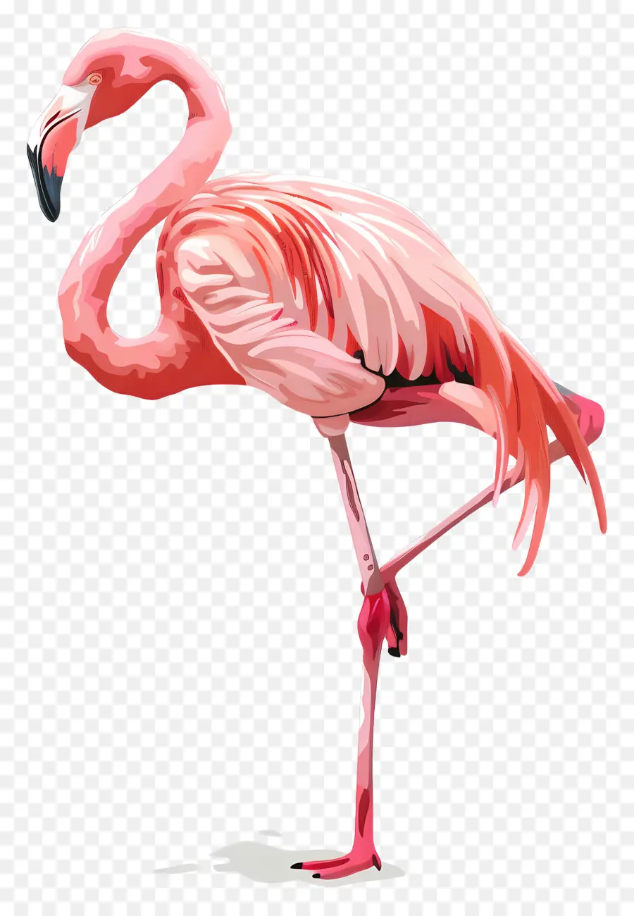 Flamingo，Flamenco Rosado PNG