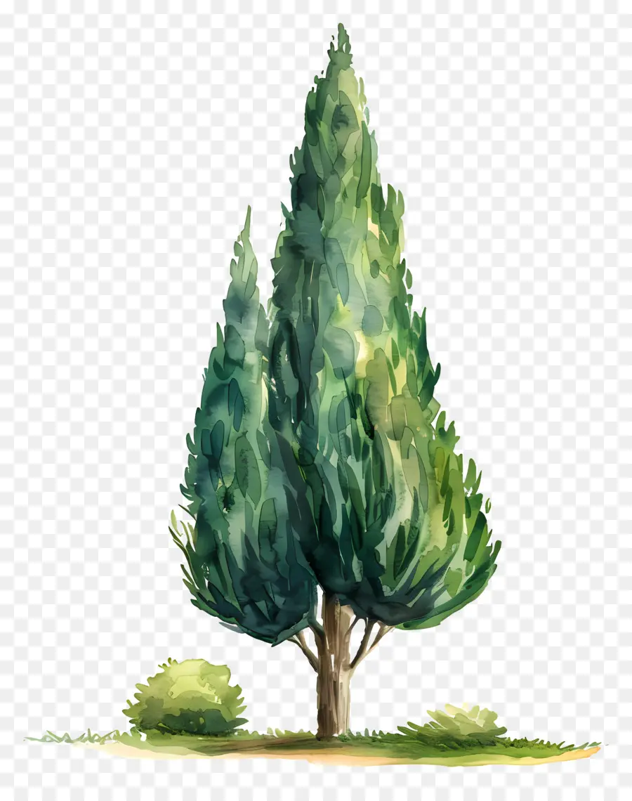 Ciprés，árbol Verde PNG