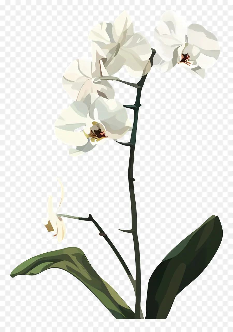 Las Orquídeas，Orquídea PNG