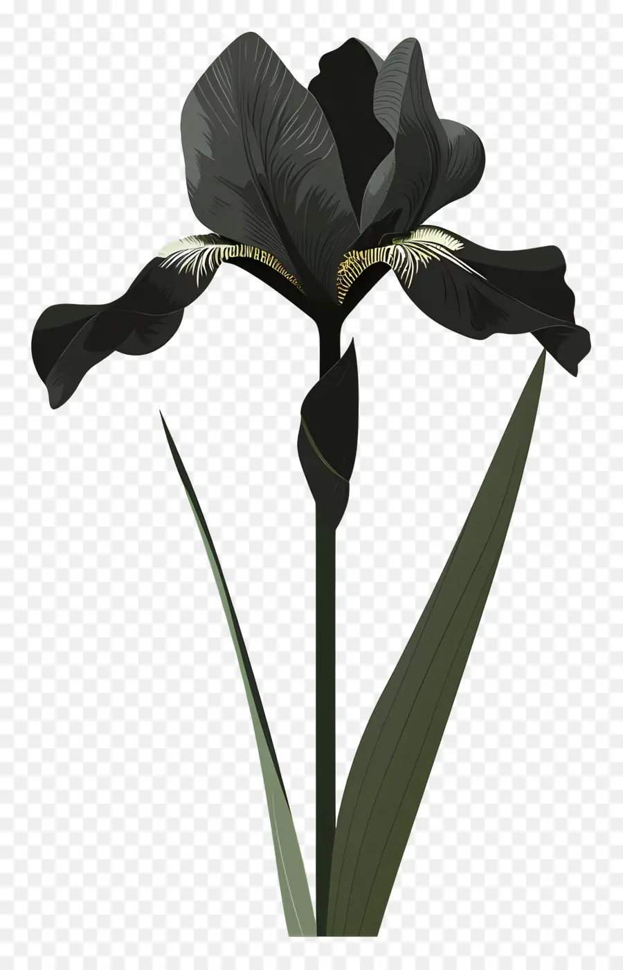 Iris，Iris Negro PNG