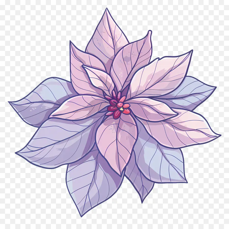 La Flor De Pascua，Poinsettia Púrpura PNG