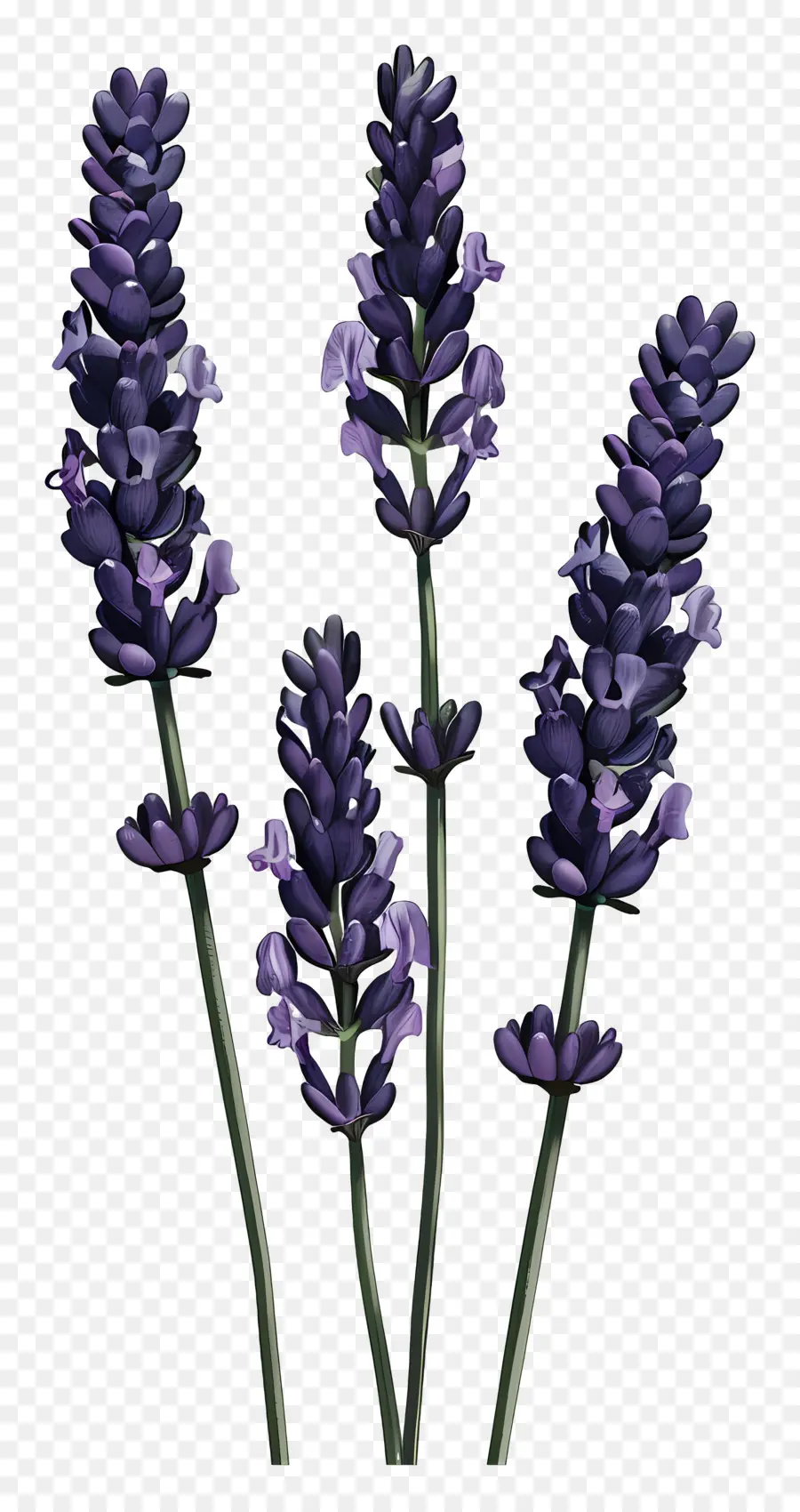 Lavanda，Planta PNG