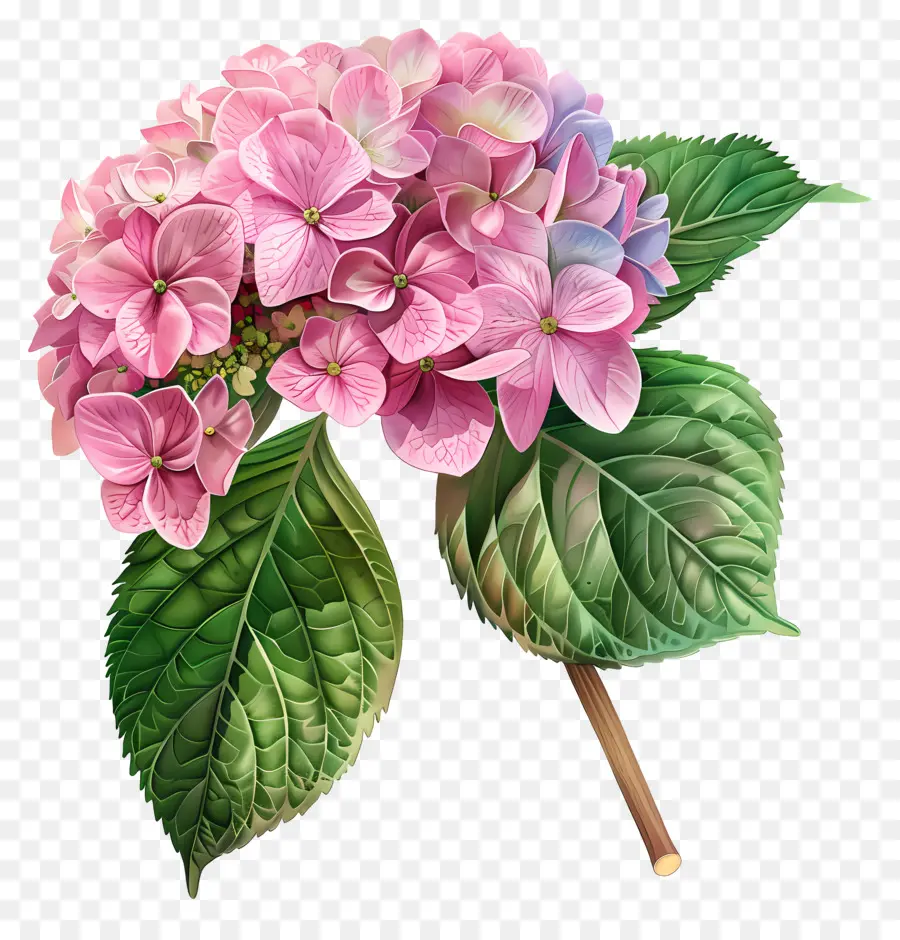 Rosa Hortensia，Flor Rosa PNG