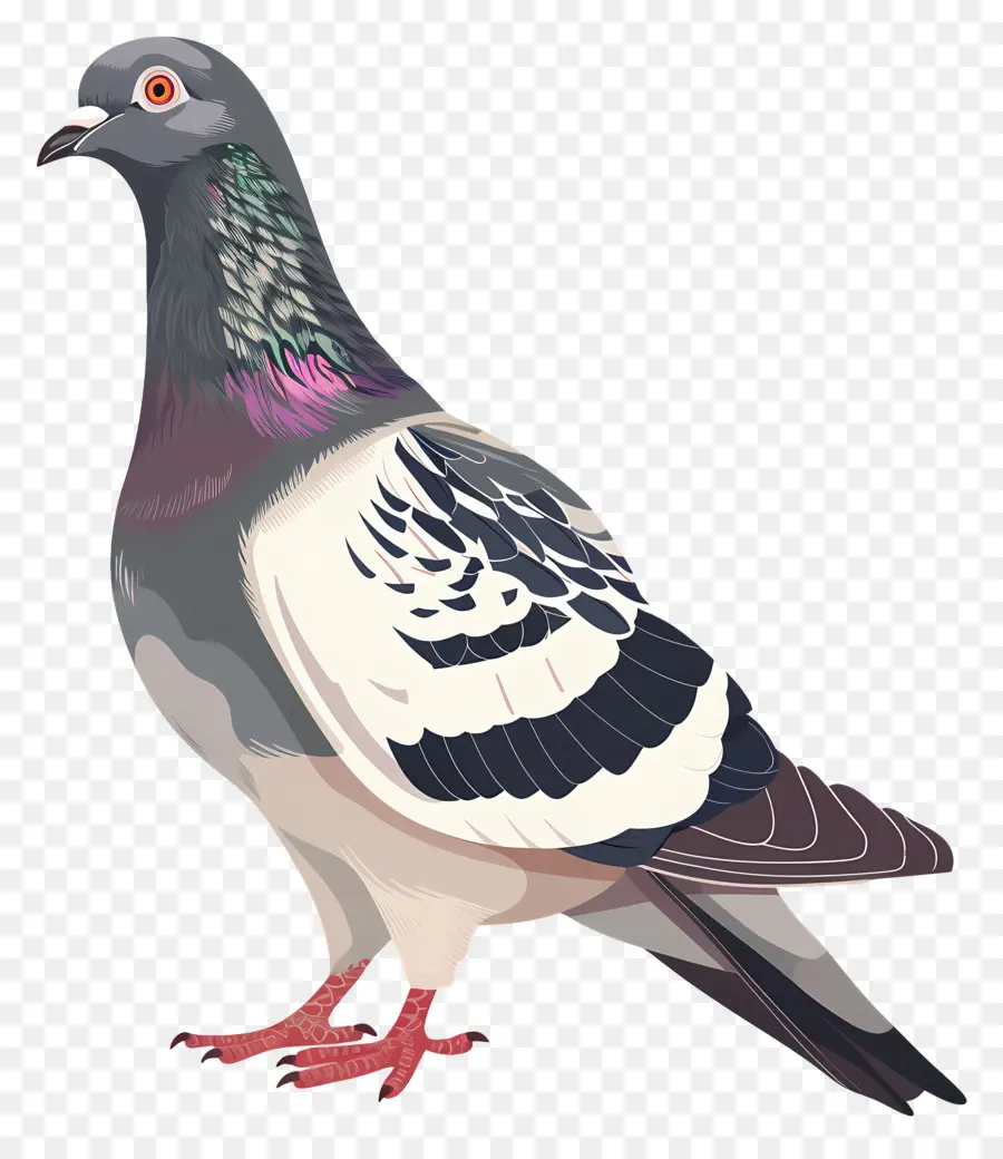 Paloma，Aves PNG