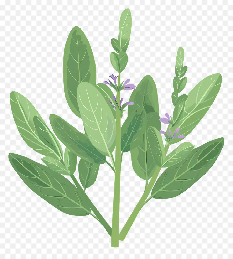 Hierbas De Salvia，De Hojas De La Planta PNG