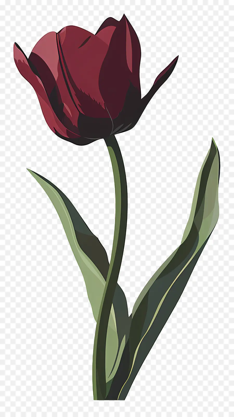 Los Tulipanes，Tulip PNG