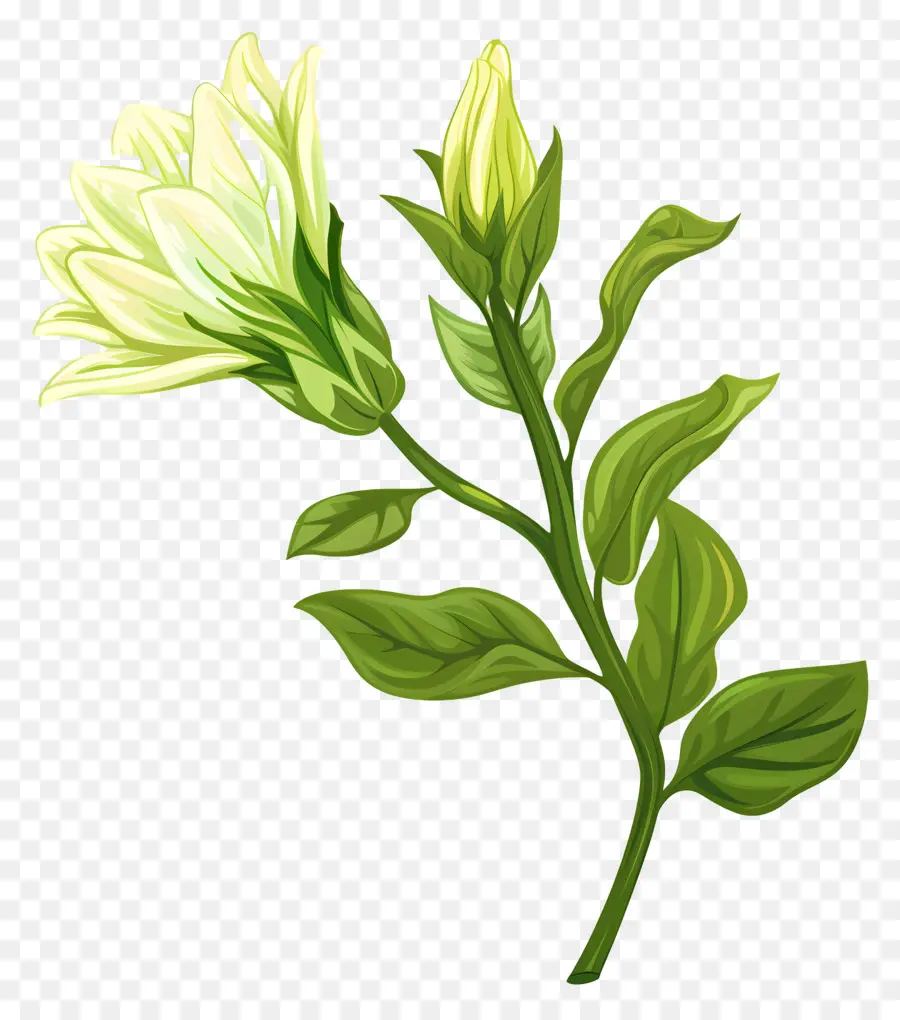 La Achicoria，Flor Blanca PNG