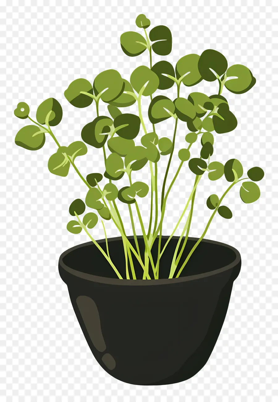 Berro，Planta En Maceta PNG