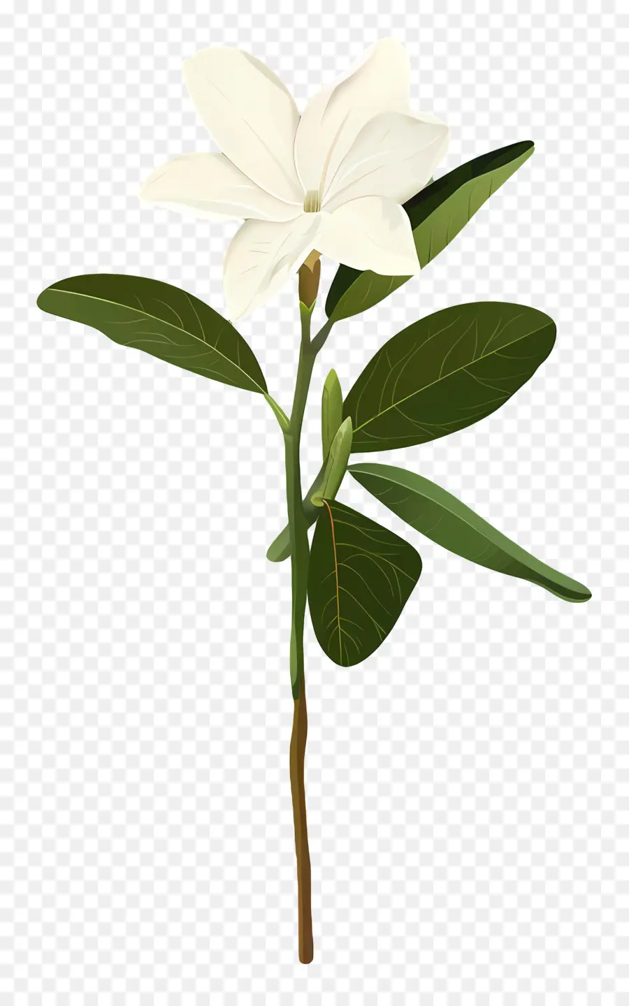 Jazmín，Flor Blanca PNG