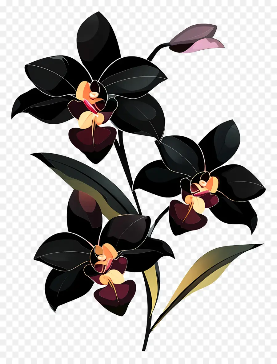 Orquídeas，Orquídea Negra PNG