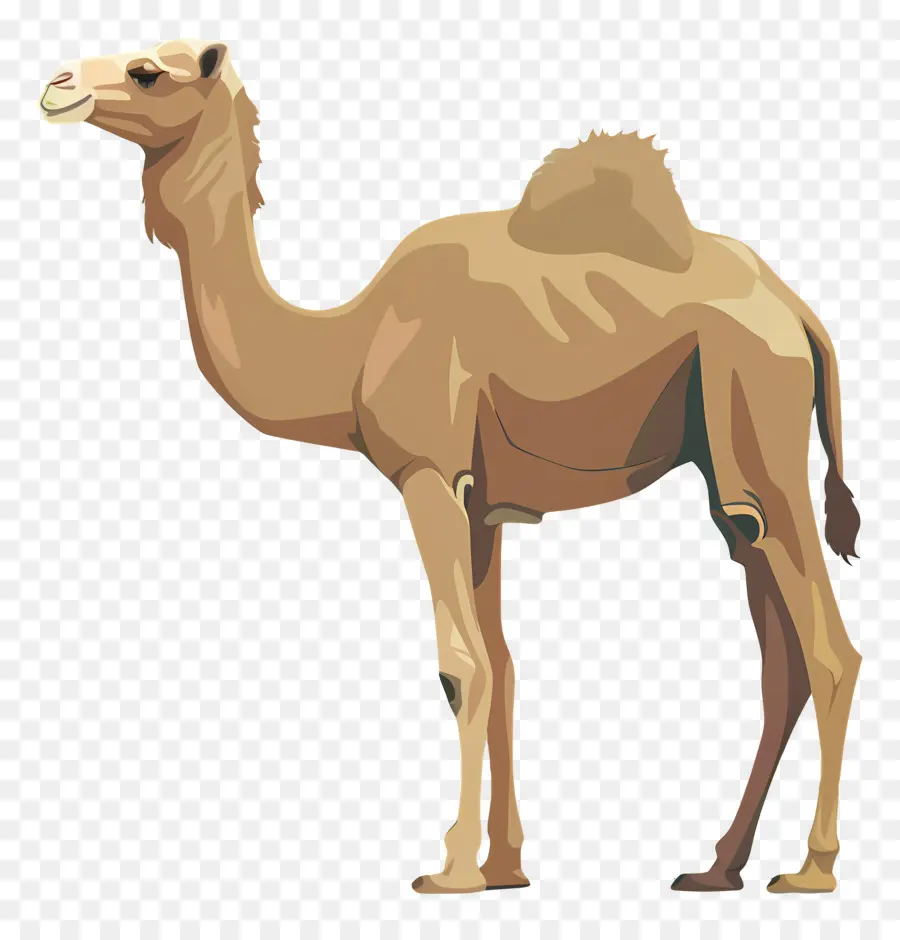 Camello，Desierto PNG