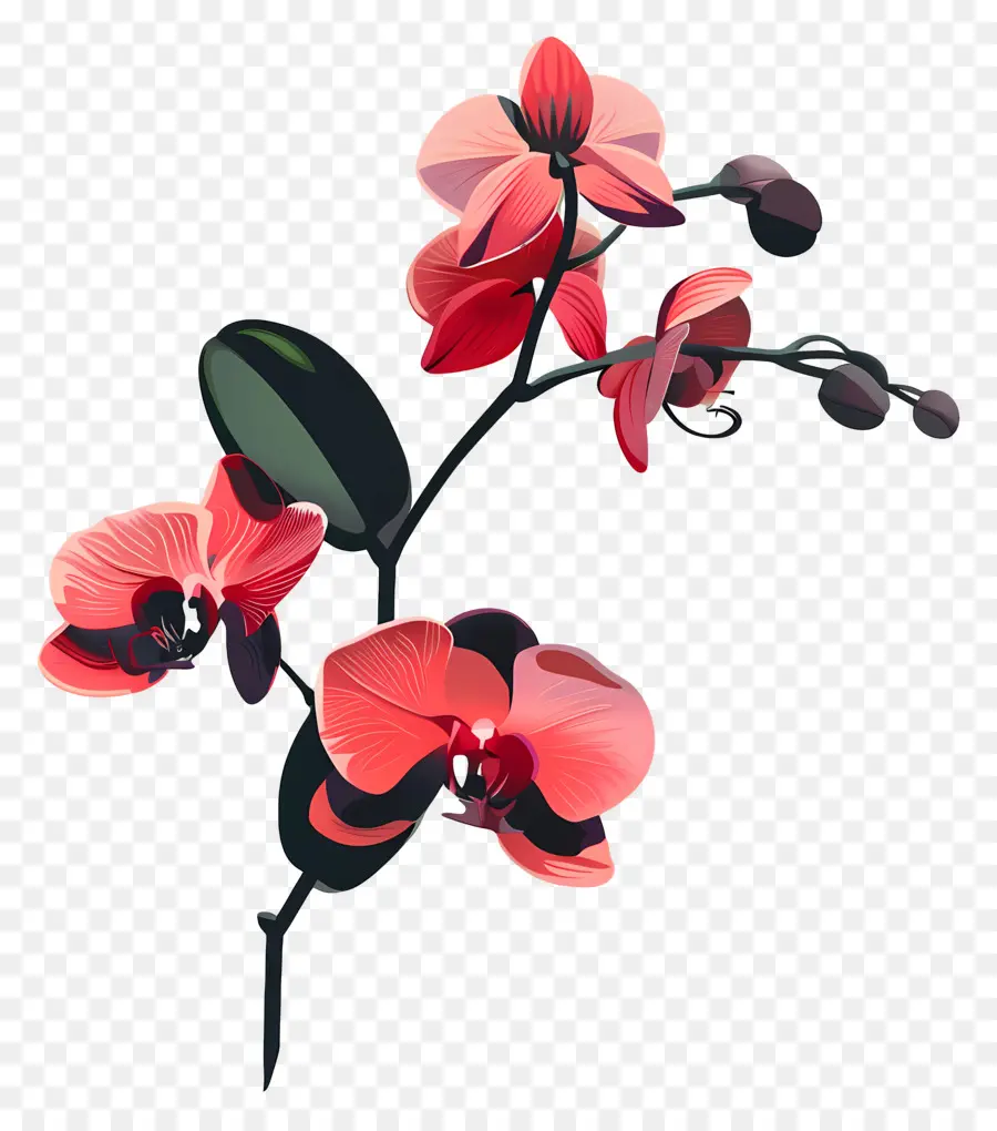 Las Orquídeas，Pink Orchid PNG