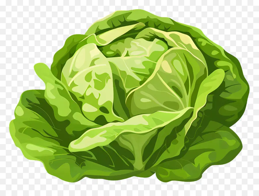 Lechuga，Iceberg Lechuga PNG