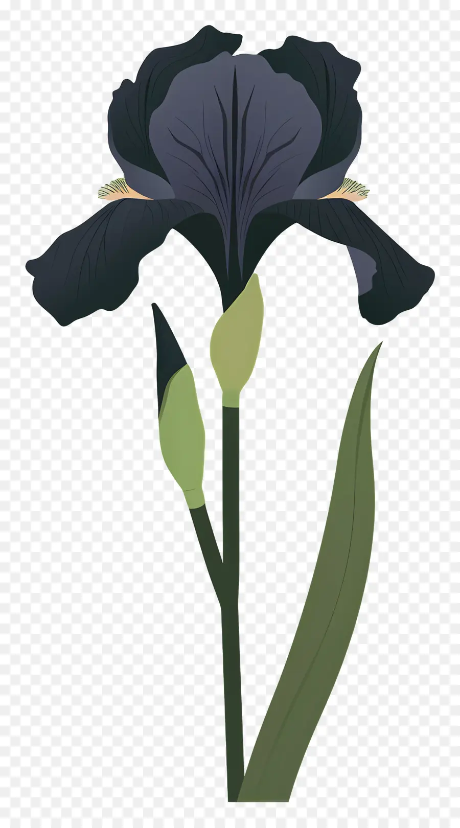 Iris，Iris Azul De La Flor PNG