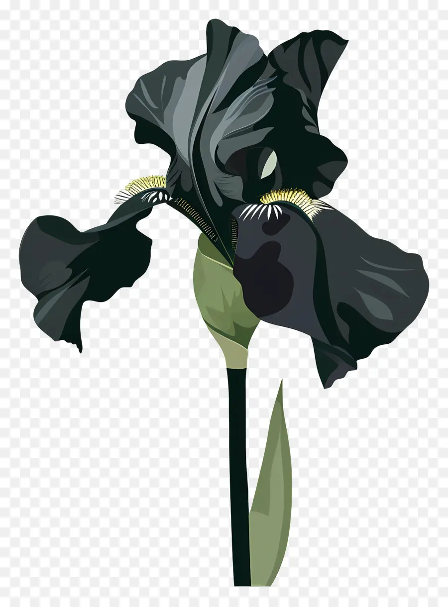 Iris，Flor Negra PNG