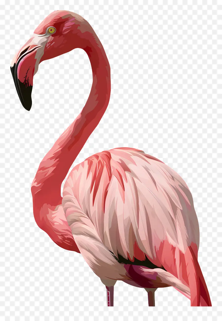 Flamingo，Flamenco Rosado PNG