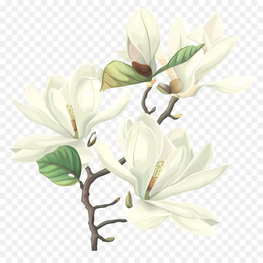 Magnolias，Flor De Magnolia Blanca PNG