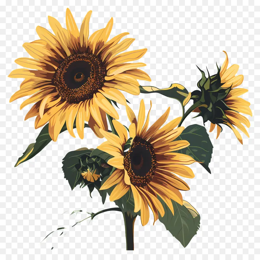 Los Girasoles，Flores PNG