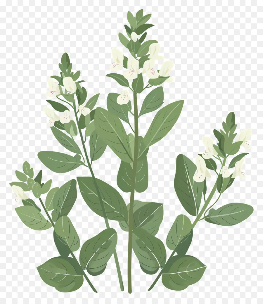 Hierbas De Salvia，Flor Blanca PNG