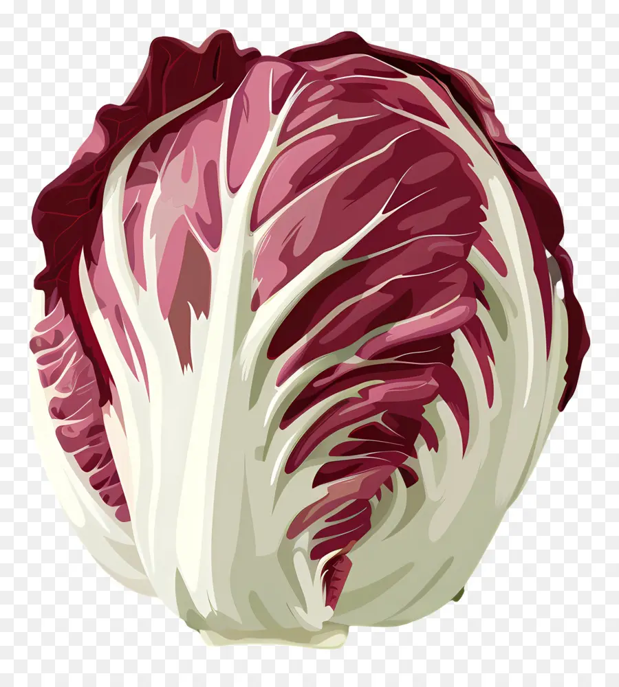 Radicchio，Col Roja PNG