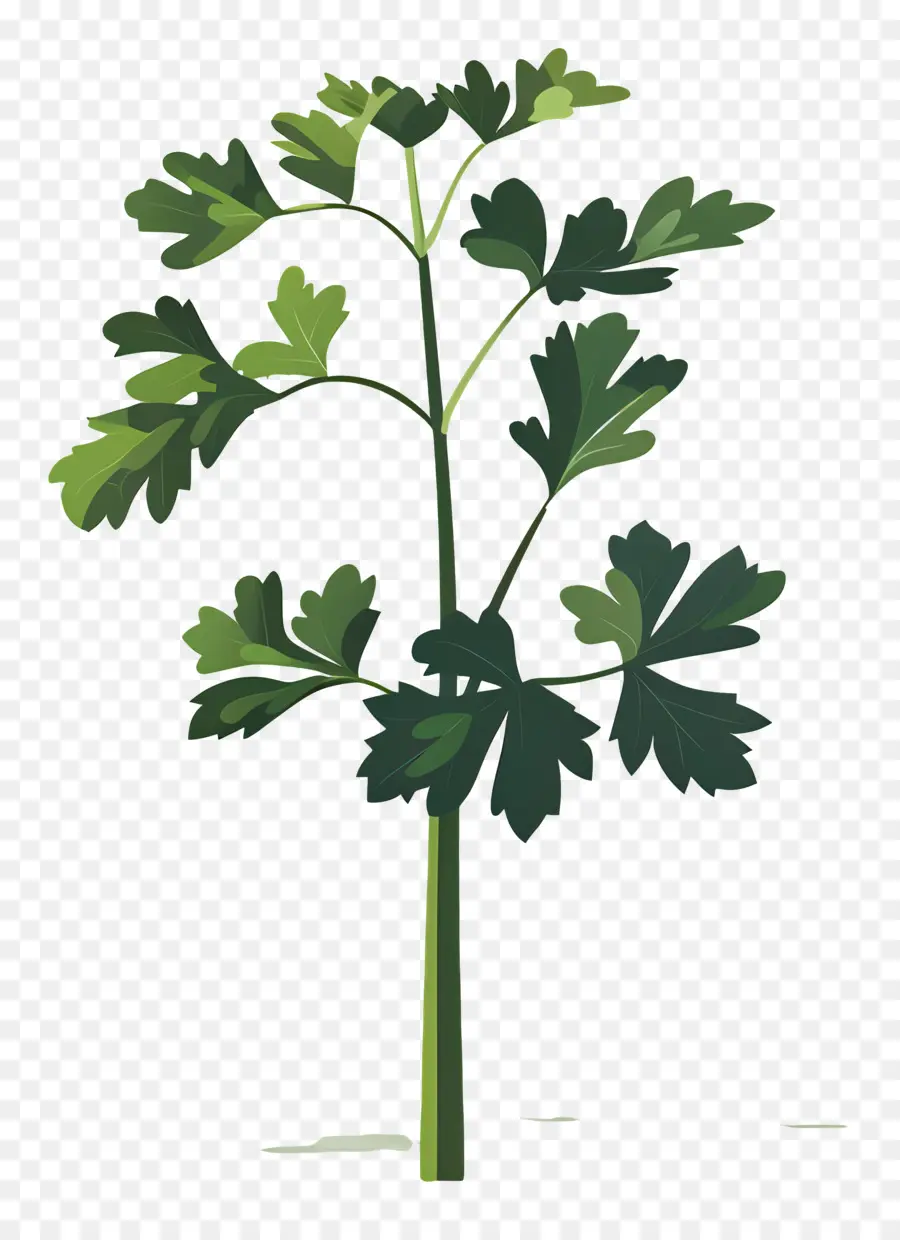 Perejil，Planta PNG