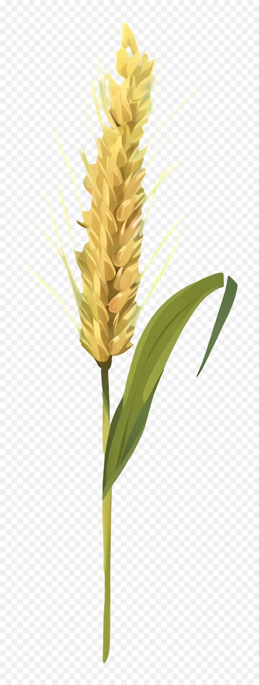 Trigo，Grano PNG