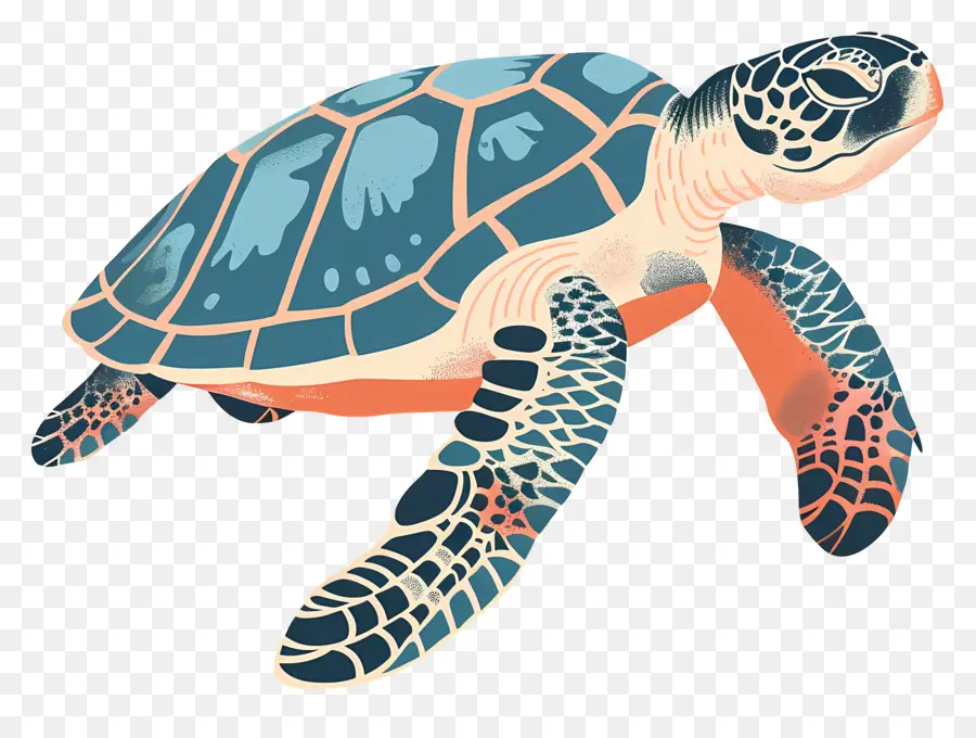 Tortuga De Mar，Tortuga PNG