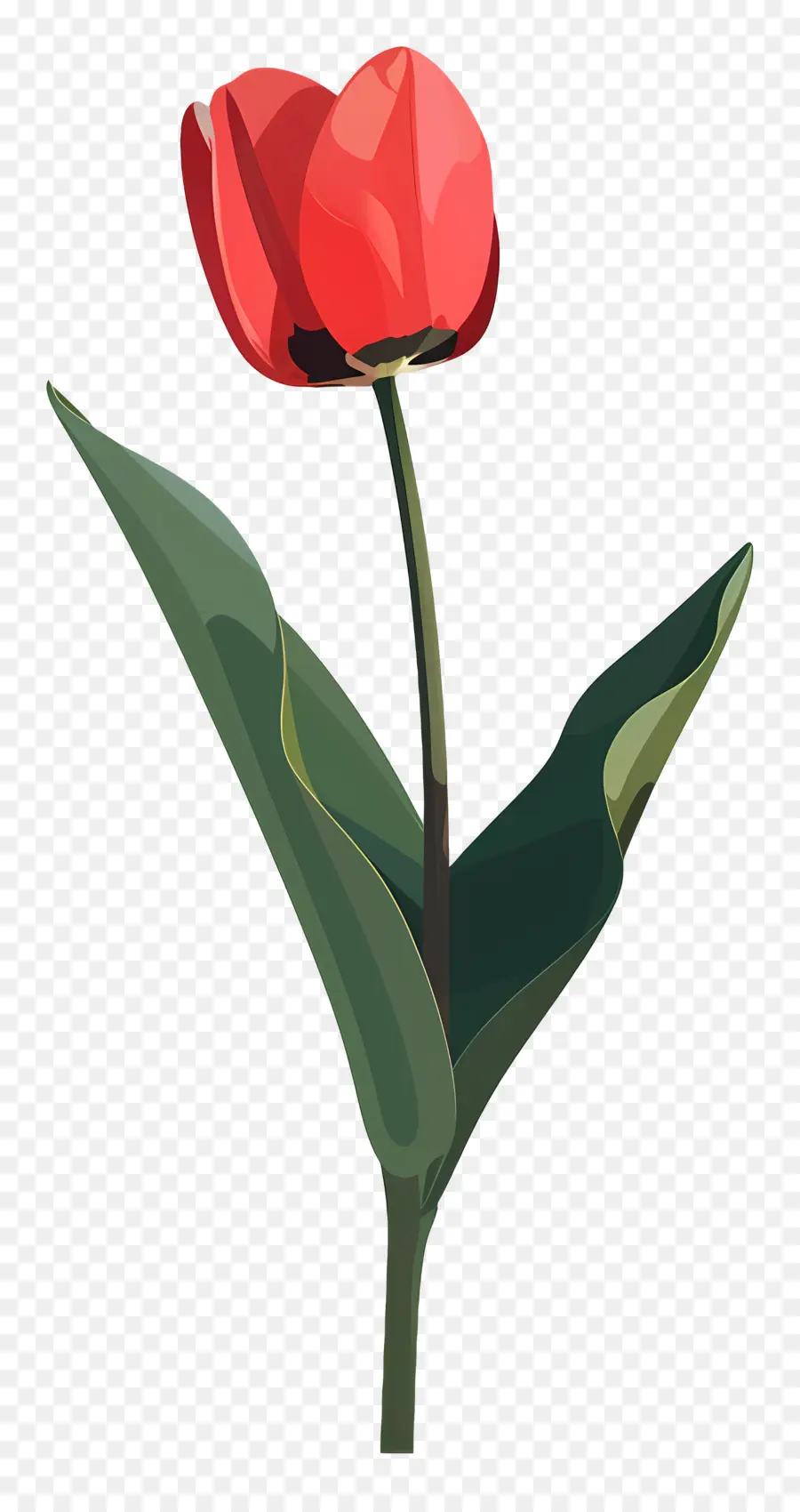 Tulipanes，Tulipán Negro PNG