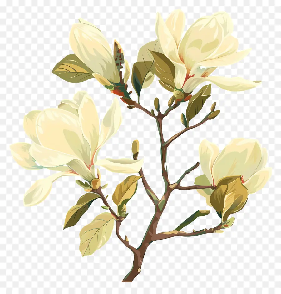 Magnolias，Flores Blancas PNG