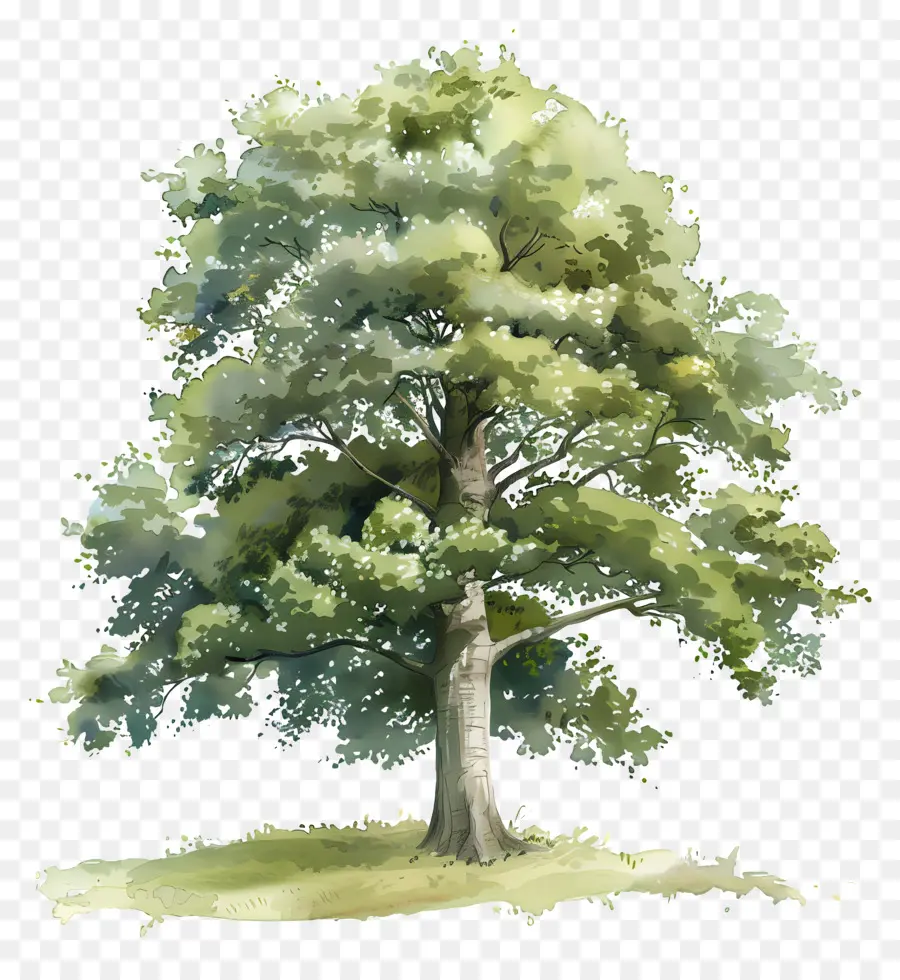 Haya，Árbol PNG