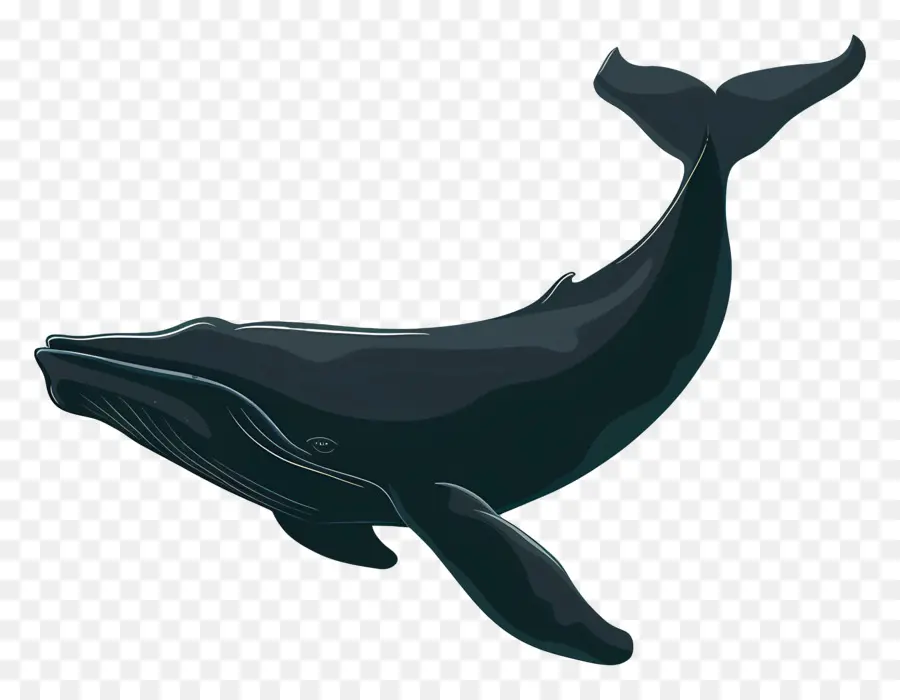 Ballena，Orca PNG