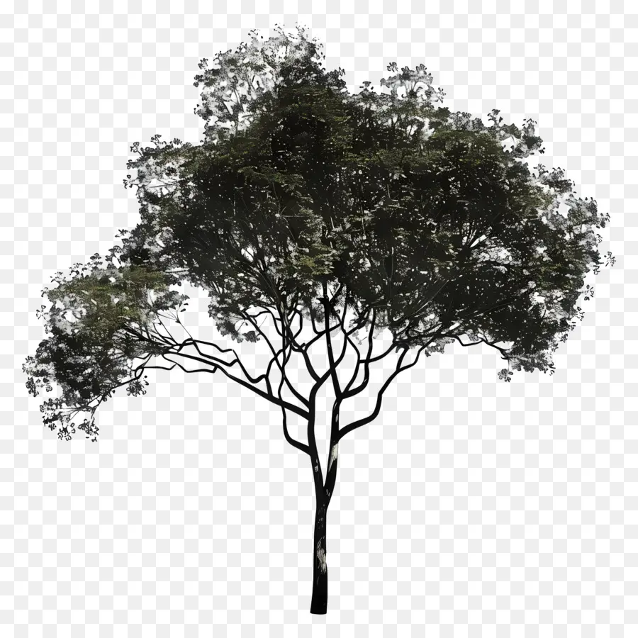 árbol De Sombra，Árbol PNG