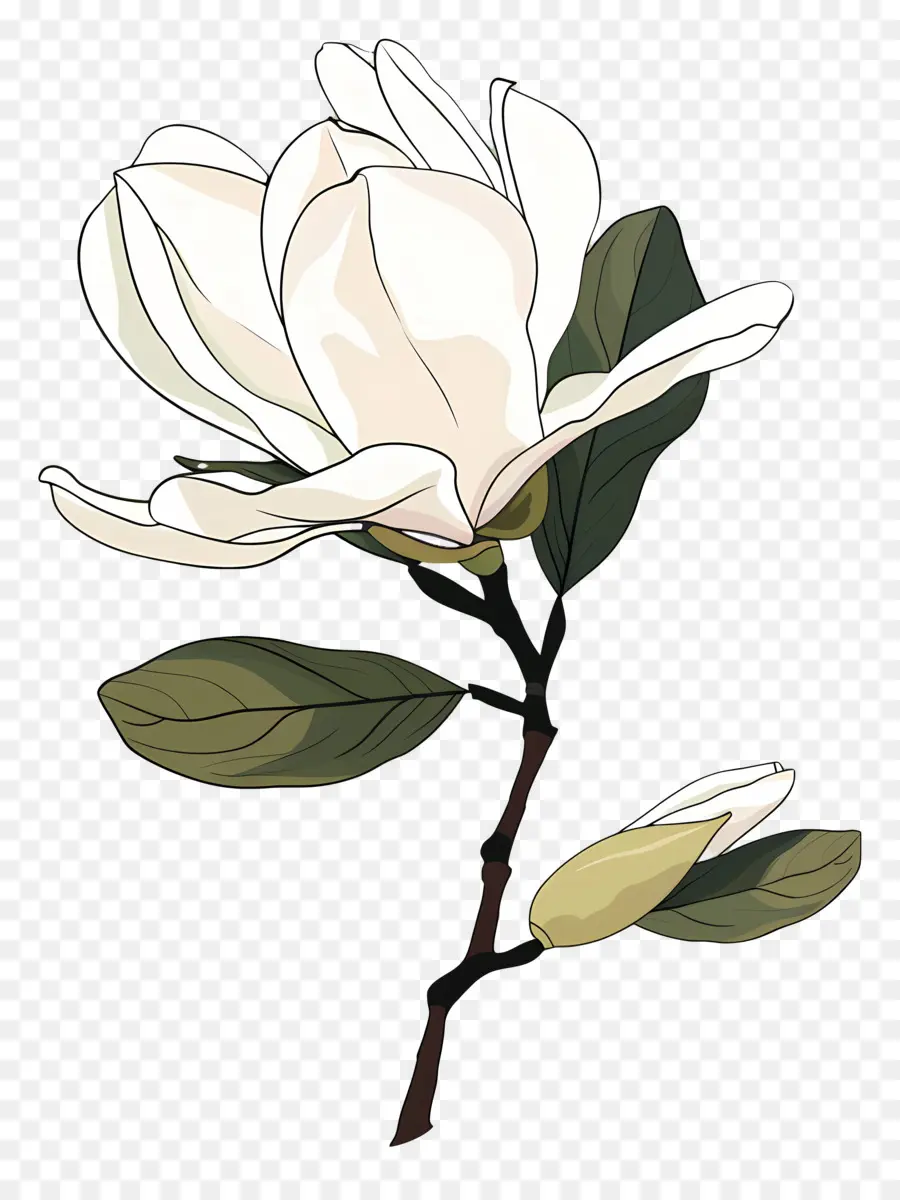 Magnolias，Flor De Magnolia Blanca PNG