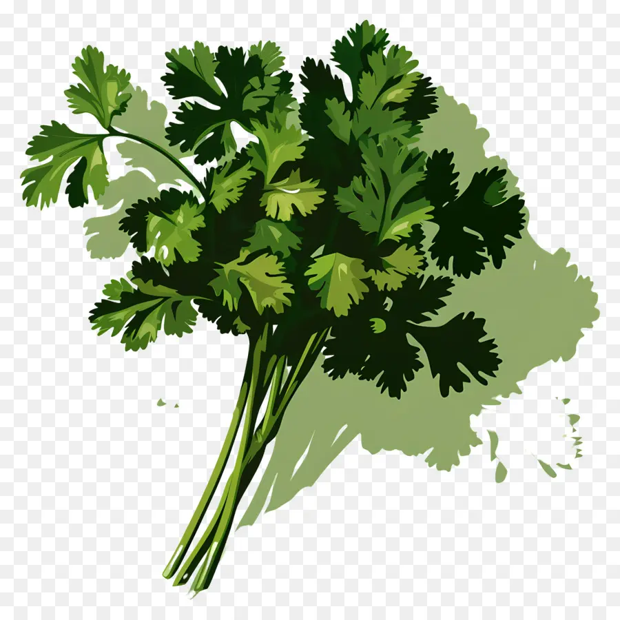 Cilantro，Perejil PNG