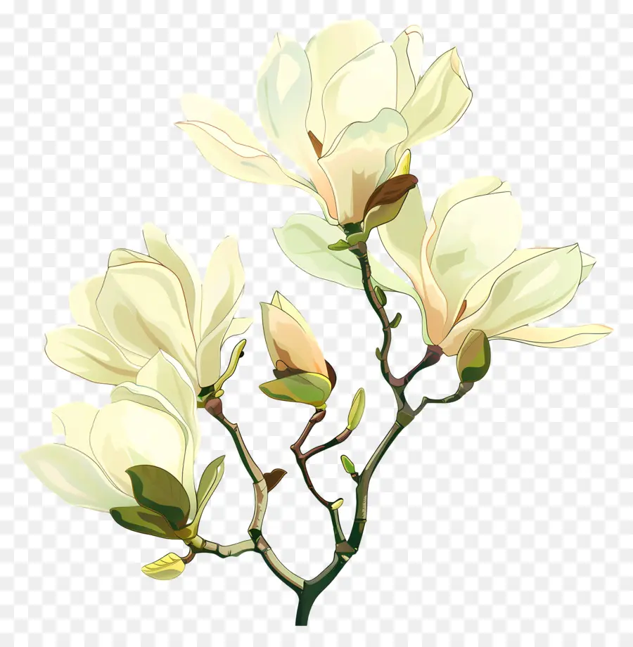 Magnolias，Malacos Blancos PNG