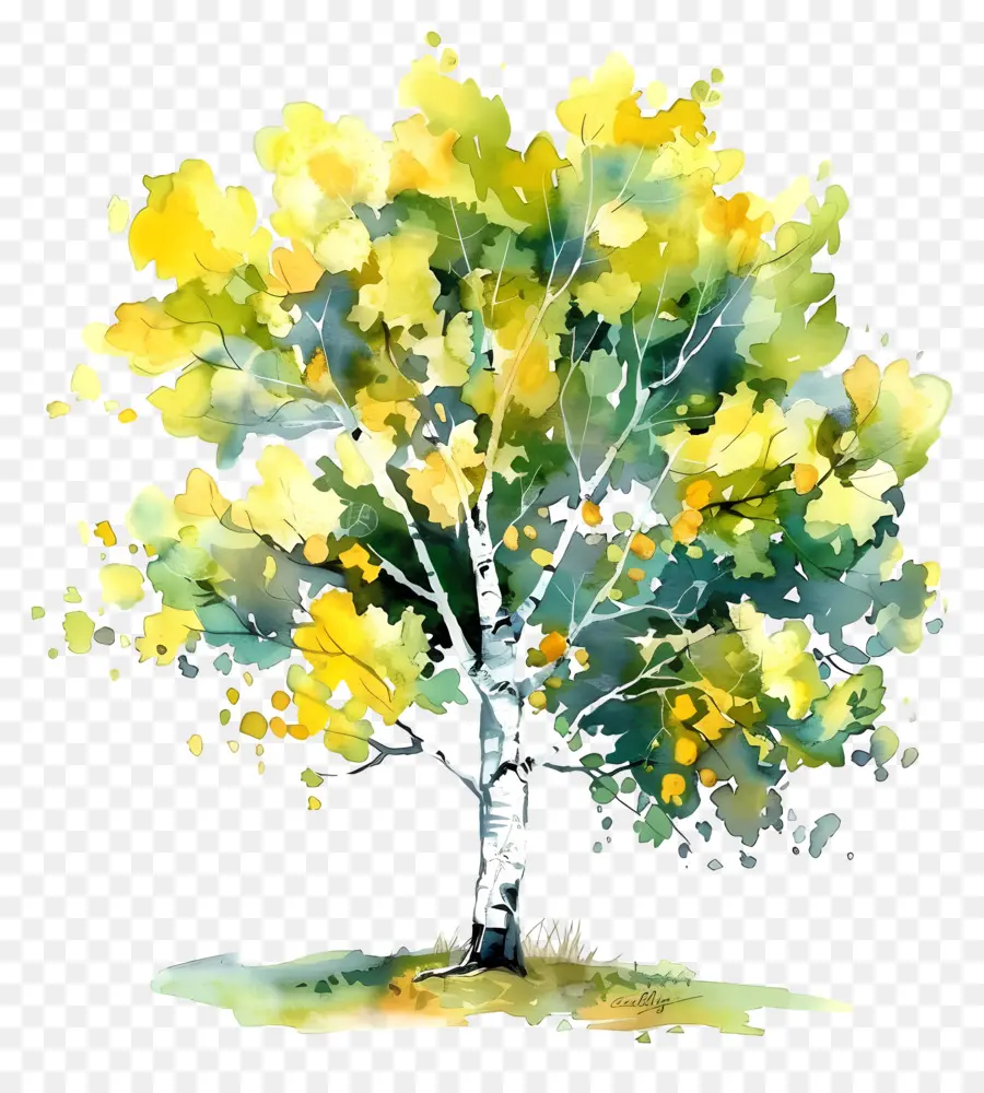 Aspen árbol，Pintura A La Acuarela PNG