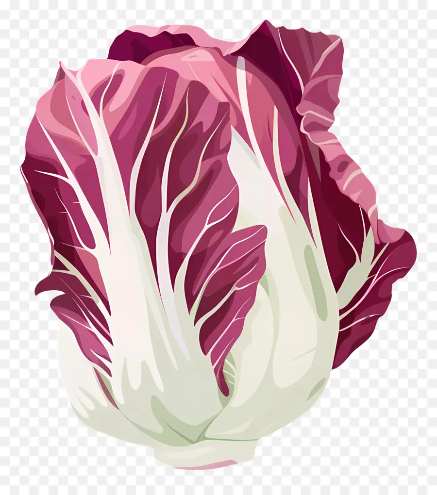 Radicchio，Col Roja PNG