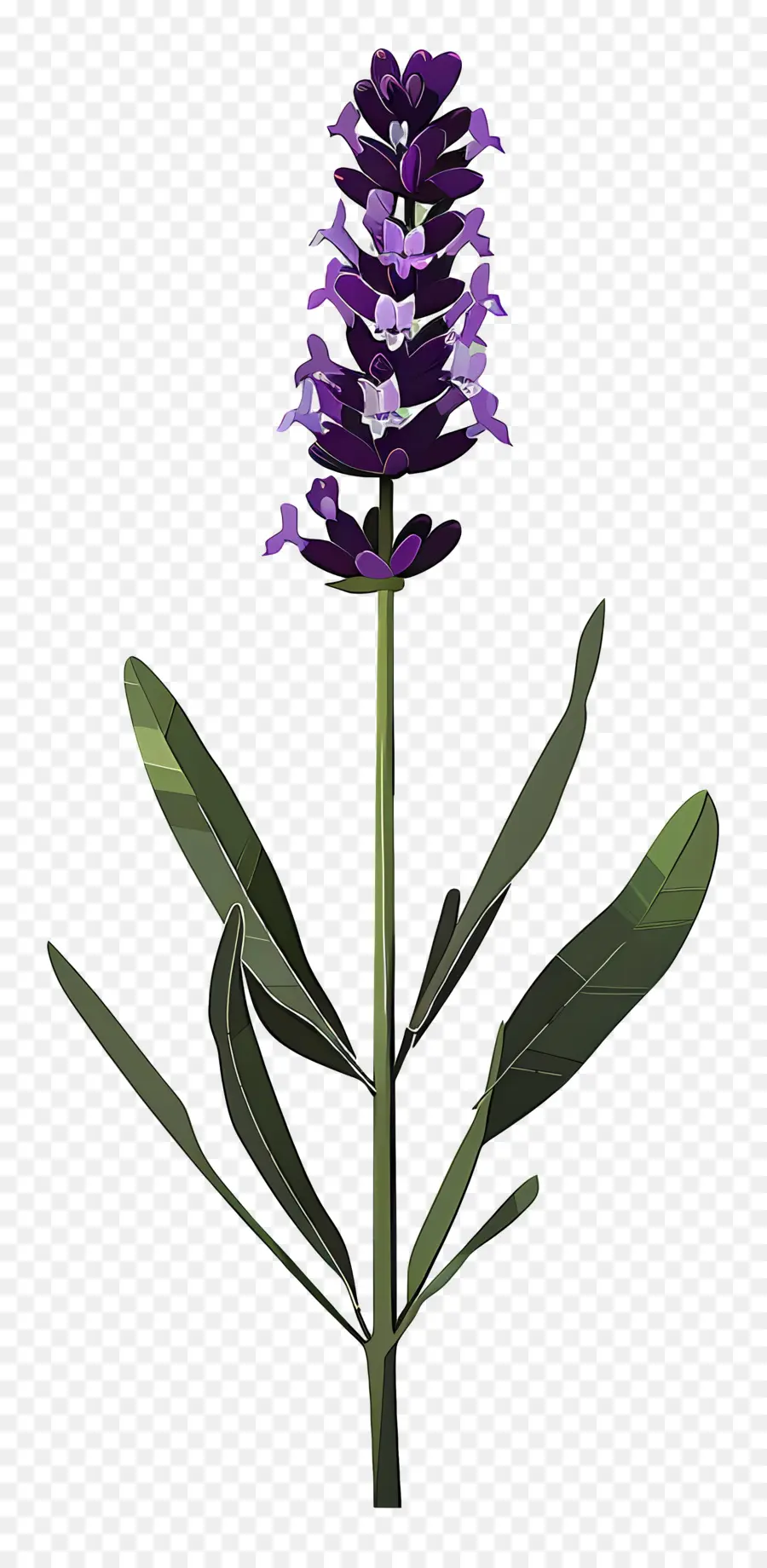 Lavanda，Planta PNG