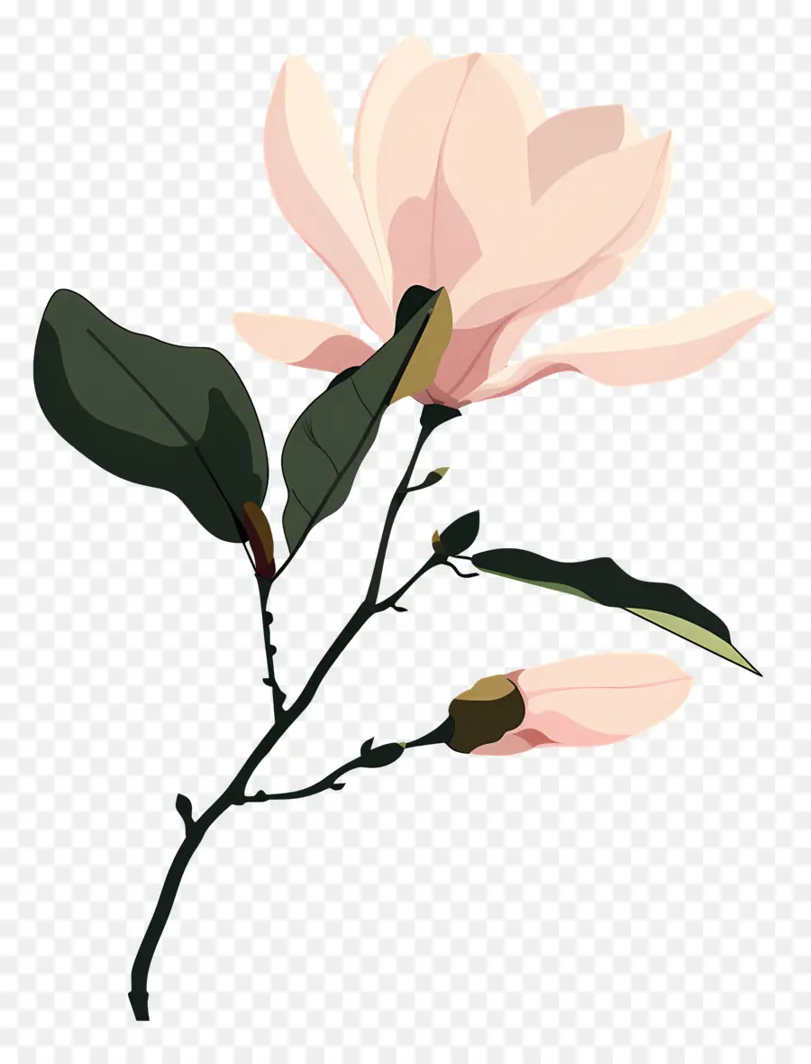 Magnolias，Flor Rosa PNG