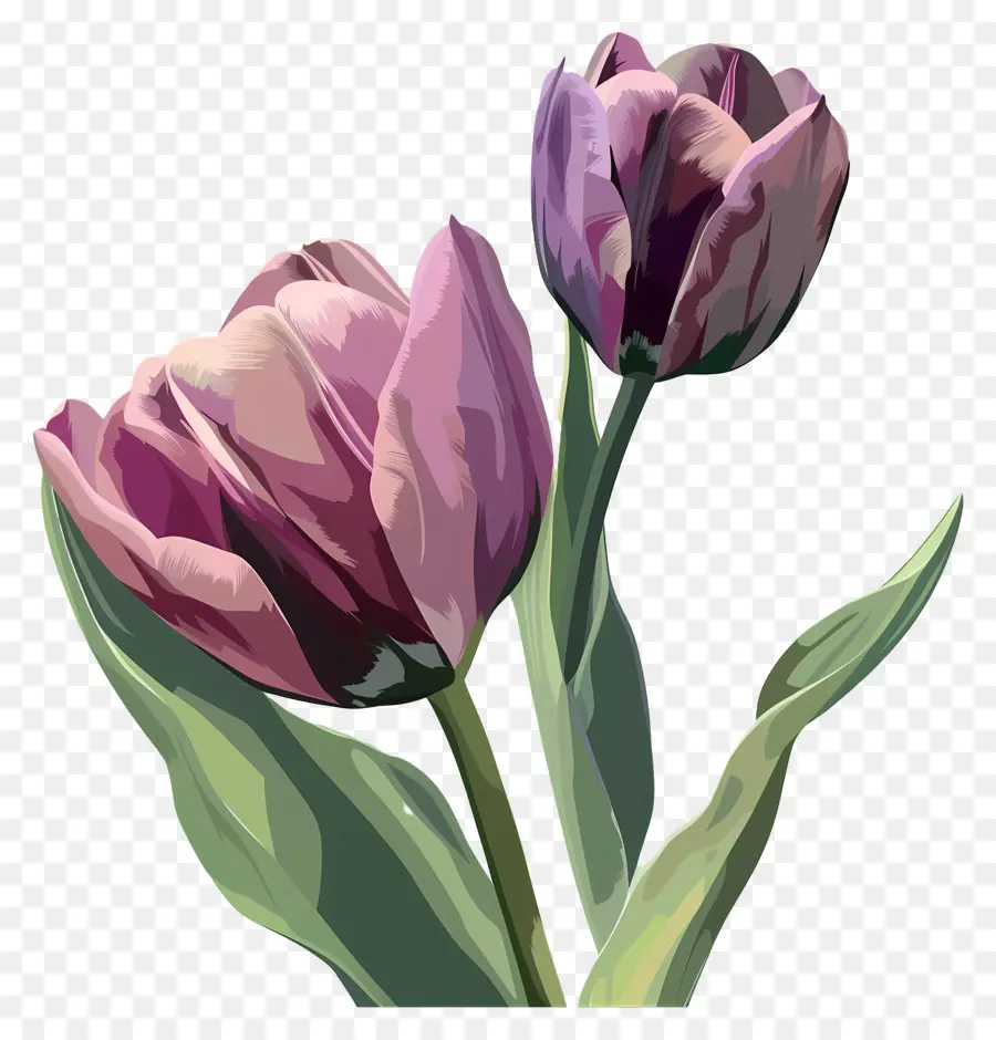 Los Tulipanes，Los Tulipanes Púrpura PNG