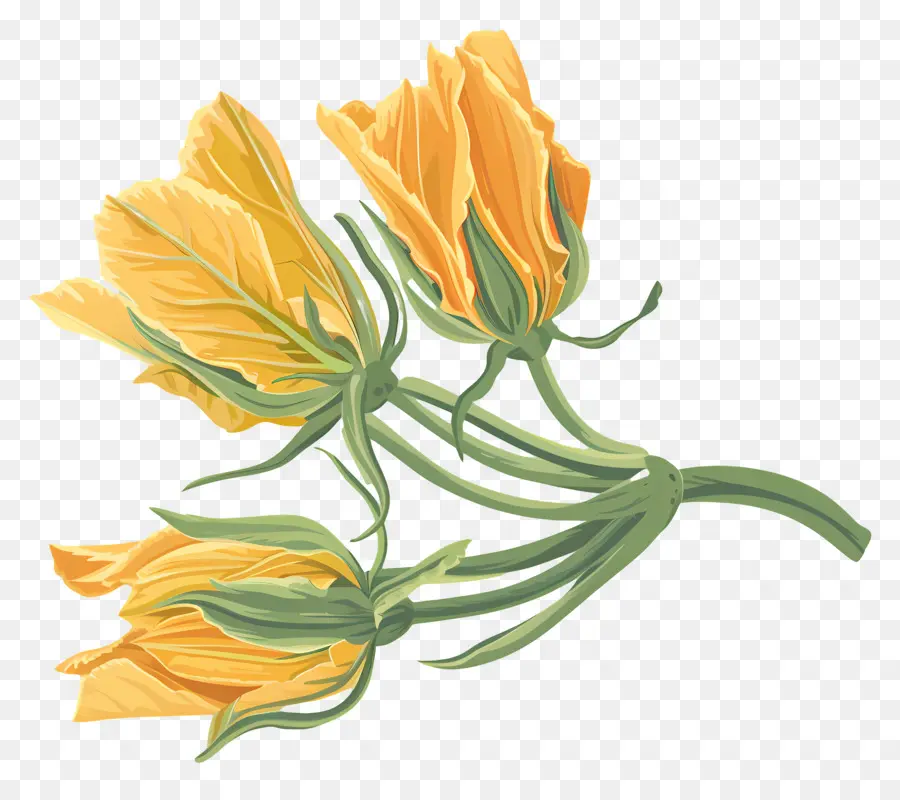 Flores De Calabaza，Flor Amarilla PNG