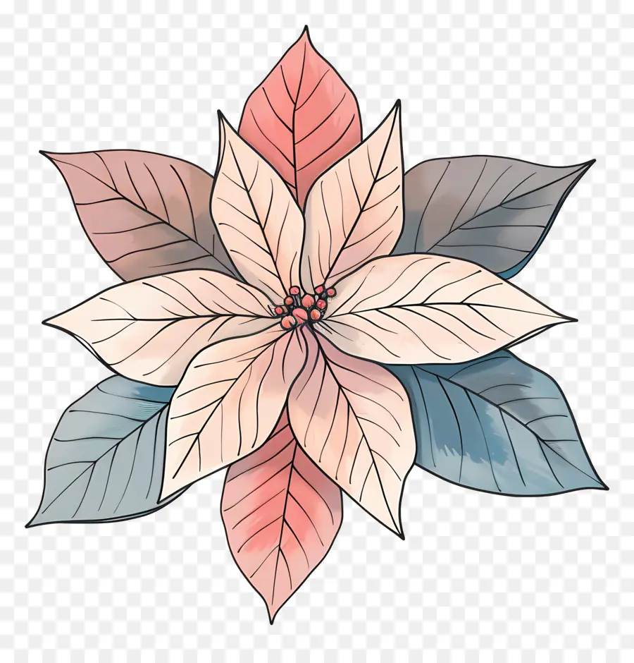 La Flor De Pascua，La Flor De Pascua Flor PNG