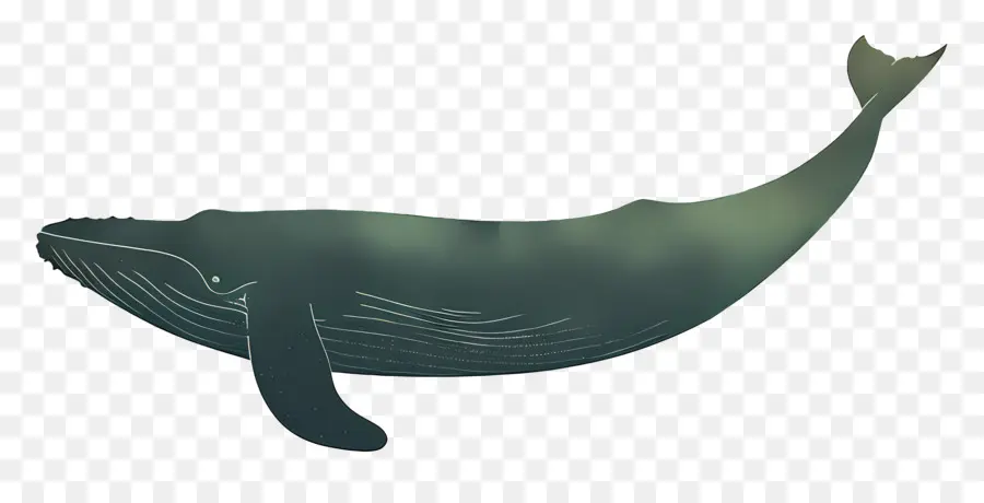 La Ballena Azul，Silueta PNG